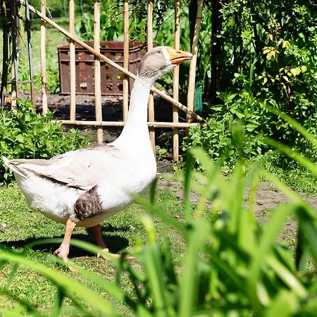 Im Gruenen Winkel 펜션 브뤼겐