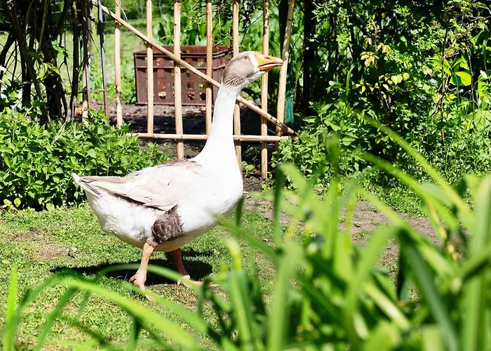 Im Gruenen Winkel Dom wakacyjny Bruggen (Viersen)